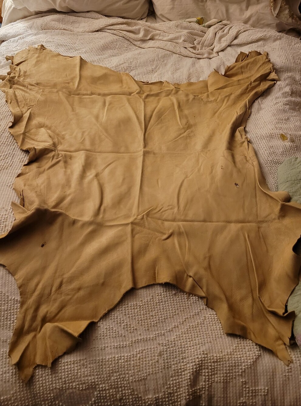1950s Bucksin Hide